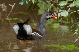 Common Moorhen