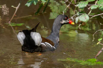 Gallinule poule-d'eau