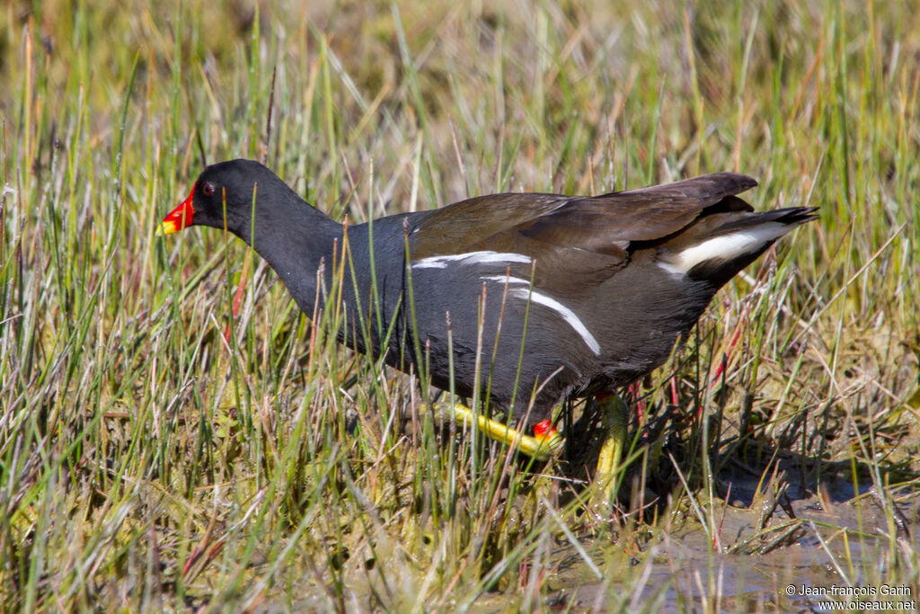 Common Moorhen