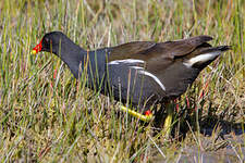 Gallinule poule-d'eau