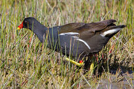 Common Moorhen