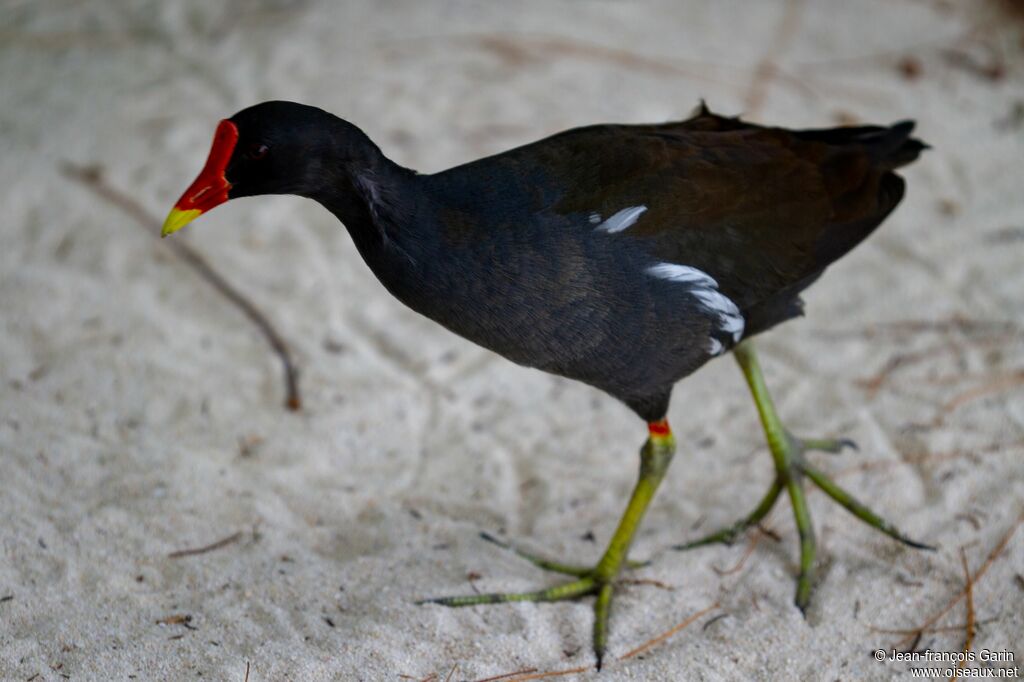 Gallinule poule-d'eau