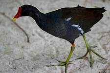 Gallinule poule-d'eau