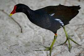 Common Moorhen