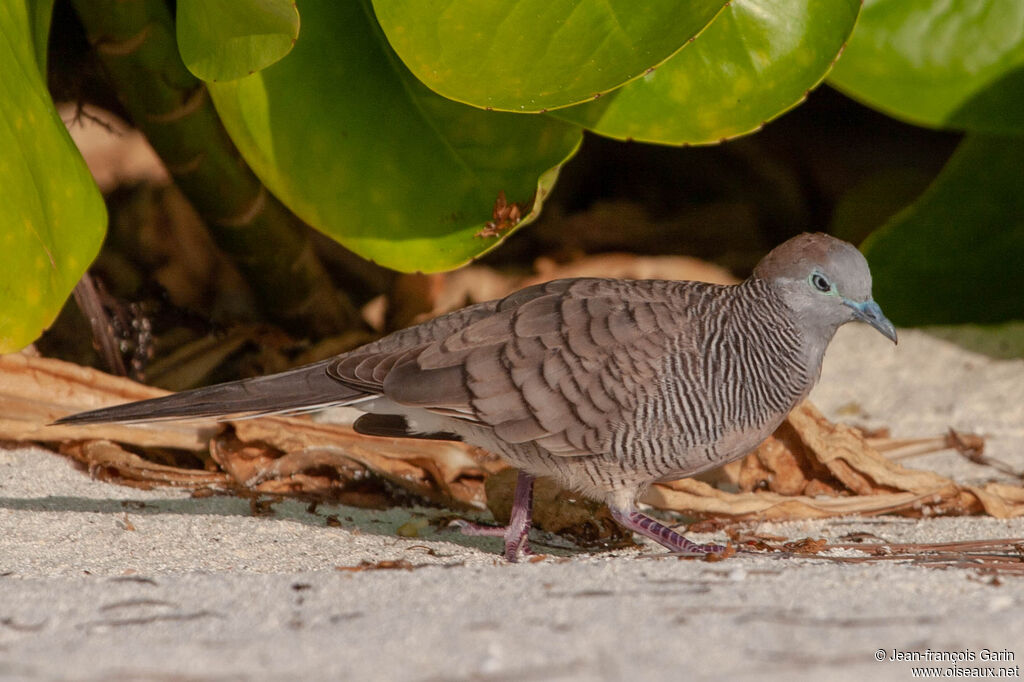 Zebra Dove