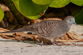 Zebra Dove