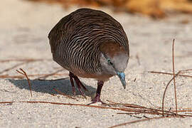 Zebra Dove