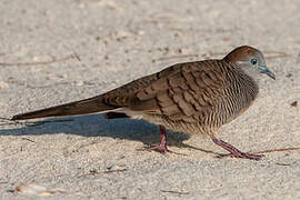 Zebra Dove