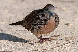 Zebra Dove