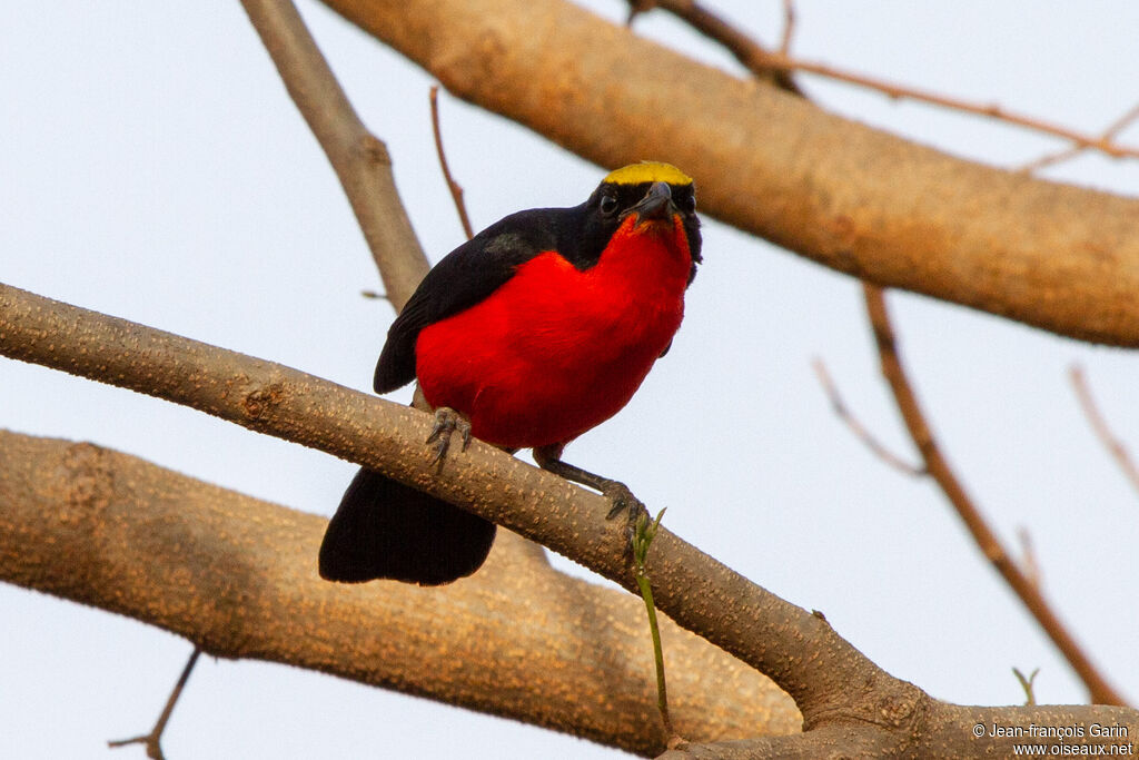 Yellow-crowned Gonolek