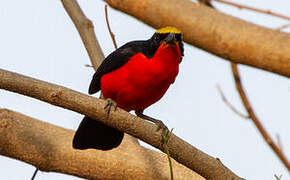 Yellow-crowned Gonolek