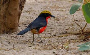 Yellow-crowned Gonolek