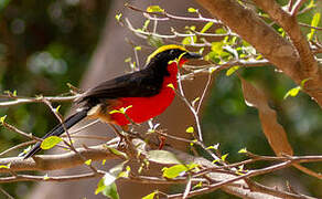 Yellow-crowned Gonolek