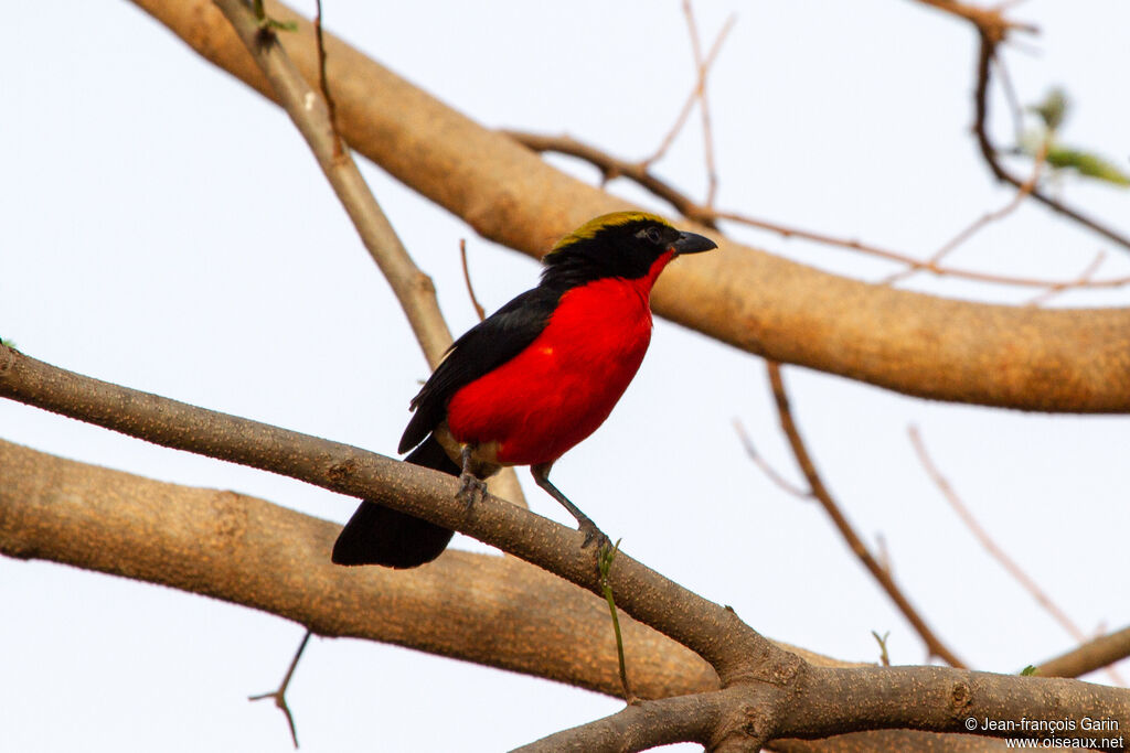 Yellow-crowned Gonolek