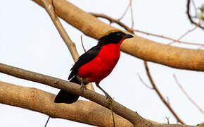 Yellow-crowned Gonolek