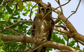 Verreaux's Eagle-Owl