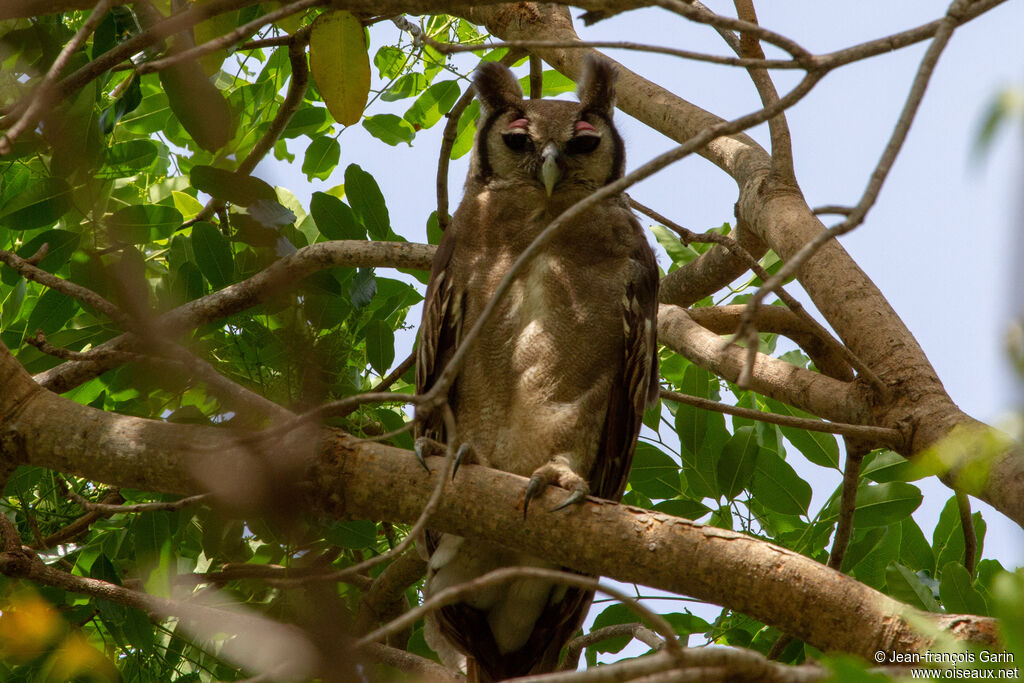 Verreaux's Eagle-Owl