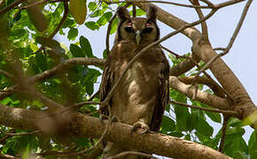 Verreaux's Eagle-Owl