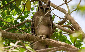 Verreaux's Eagle-Owl