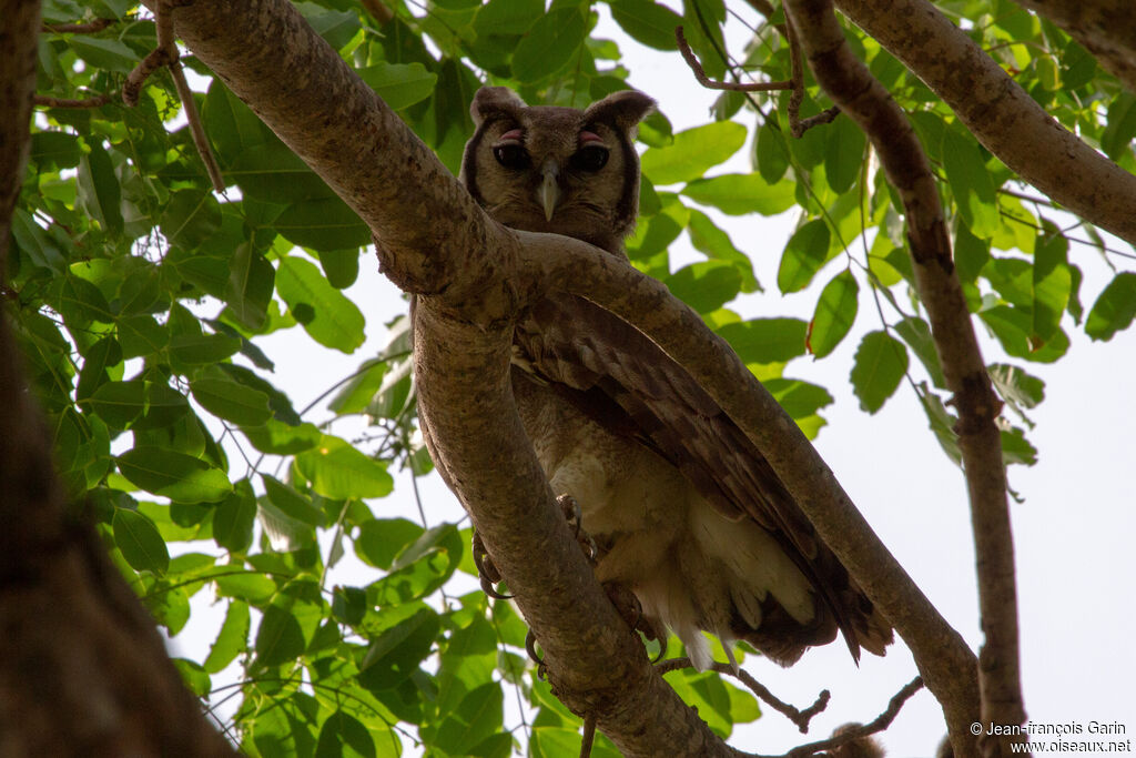 Verreaux's Eagle-Owl