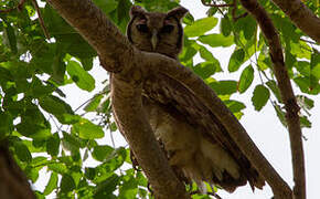 Verreaux's Eagle-Owl