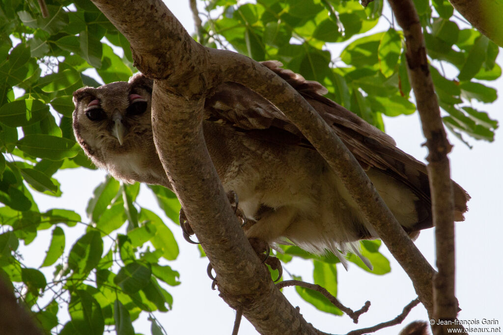 Verreaux's Eagle-Owl