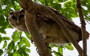 Verreaux's Eagle-Owl