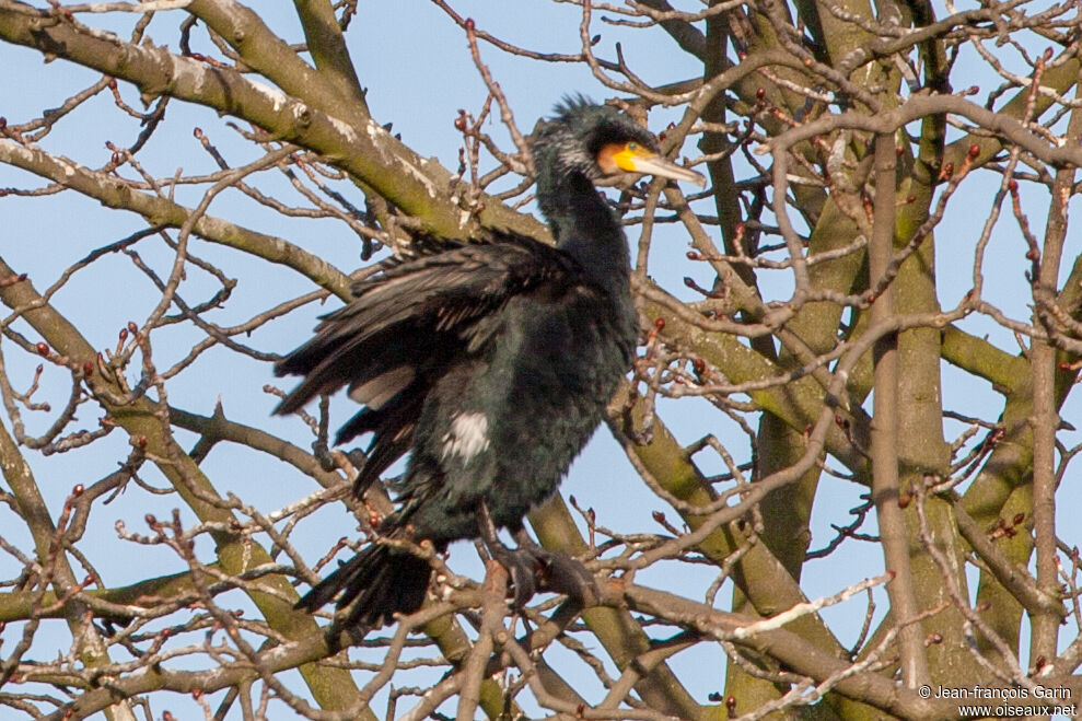 Great Cormorant