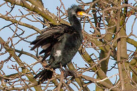 Great Cormorant