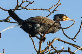 Great Cormorant