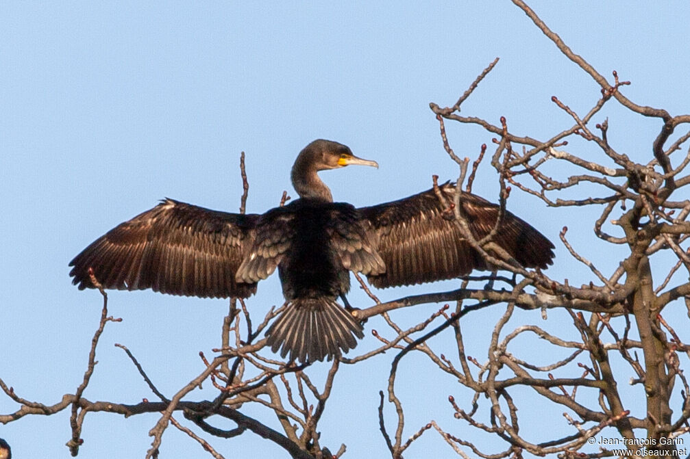 Great Cormorant