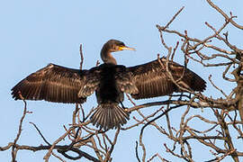 Great Cormorant