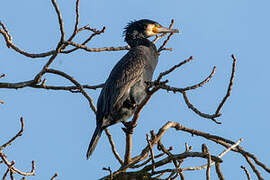 Great Cormorant