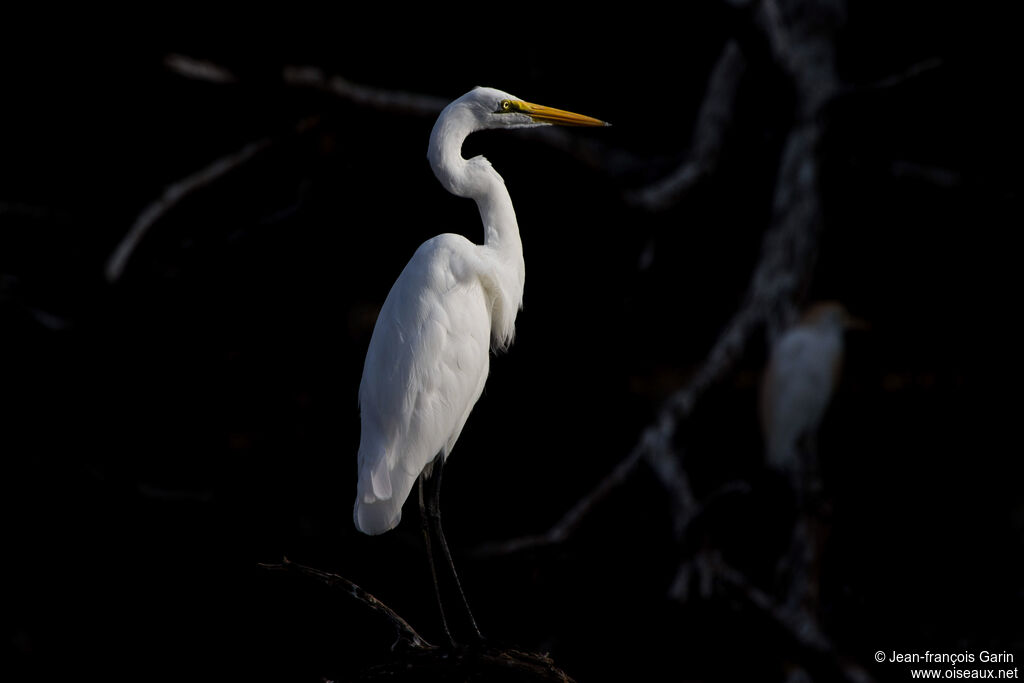 Grande Aigrette