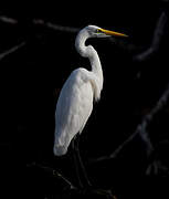 Great Egret