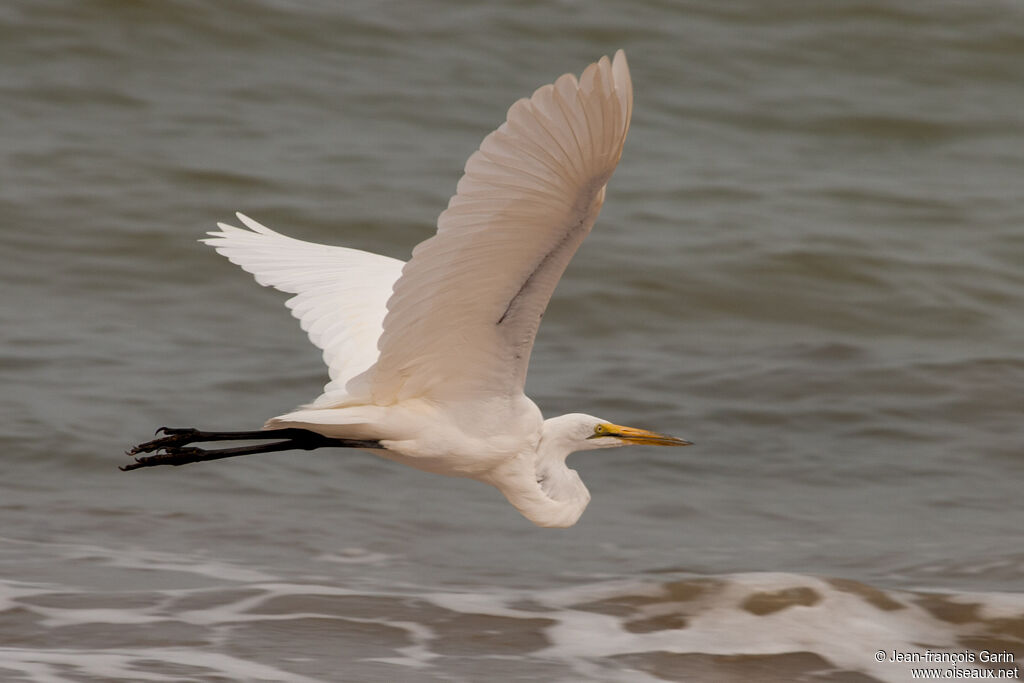 Grande Aigrette