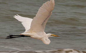 Grande Aigrette