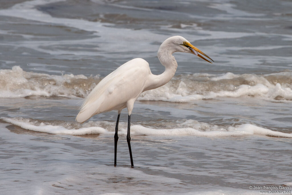 Great Egret