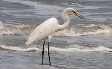 Grande Aigrette