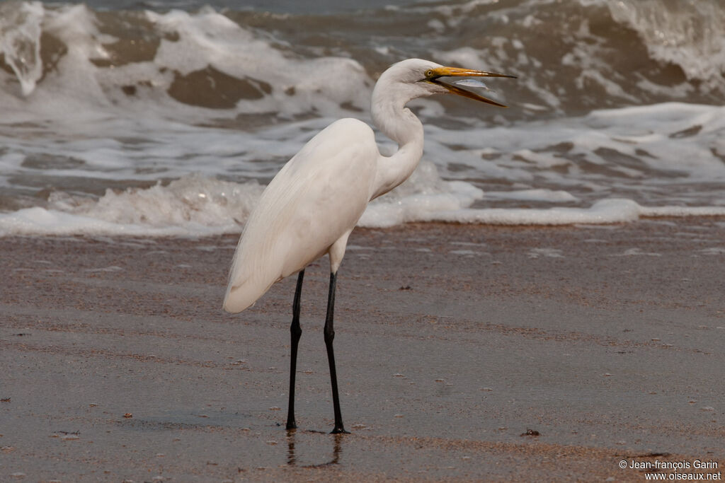 Grande Aigrette, mange