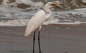 Grande Aigrette