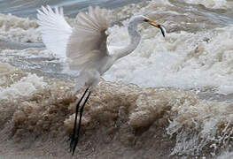 Grande Aigrette