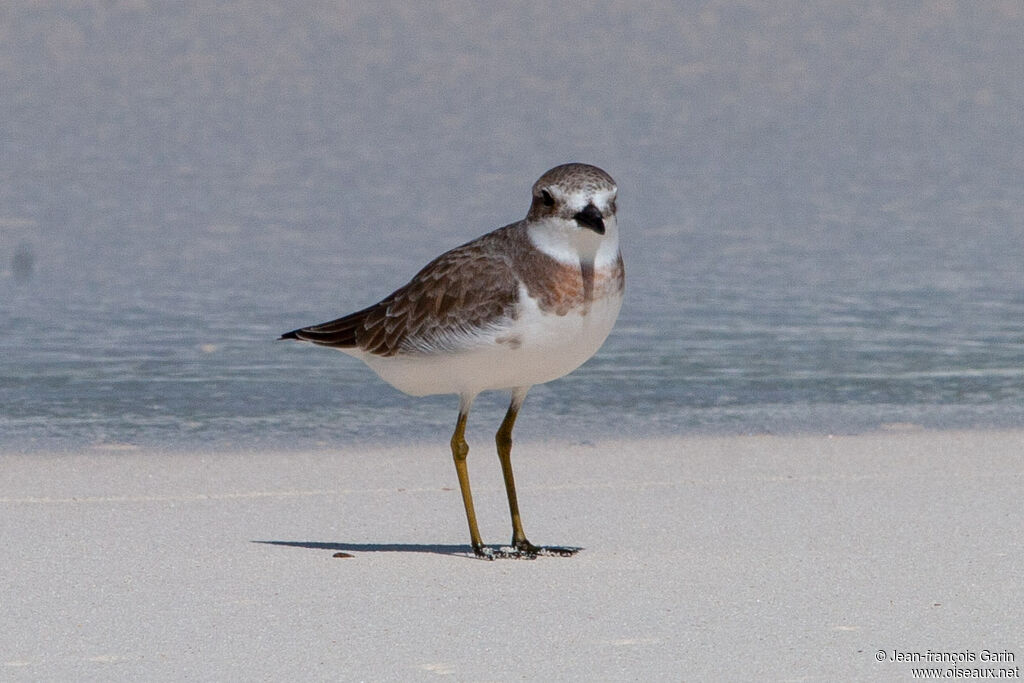 Greater Sand Plover