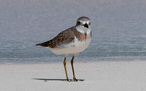 Greater Sand Plover