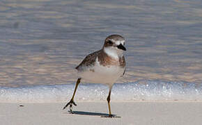 Greater Sand Plover