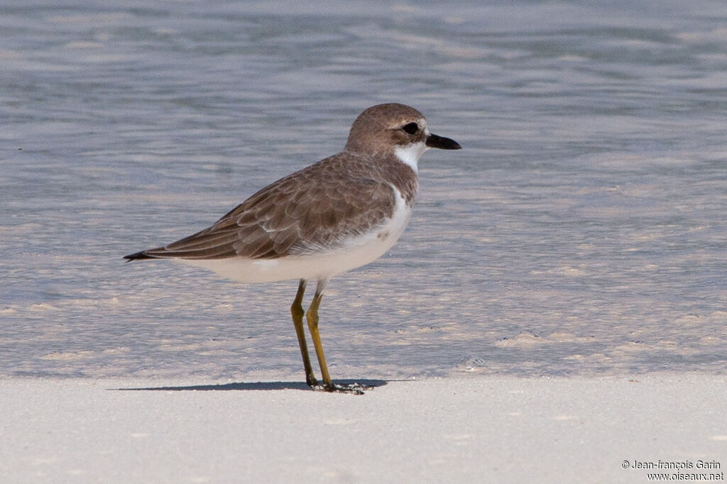 Greater Sand Plover