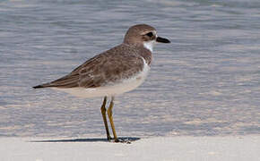 Greater Sand Plover