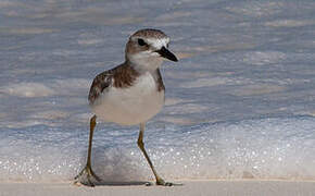 Greater Sand Plover