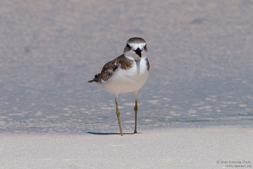 Greater Sand Plover