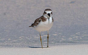 Greater Sand Plover